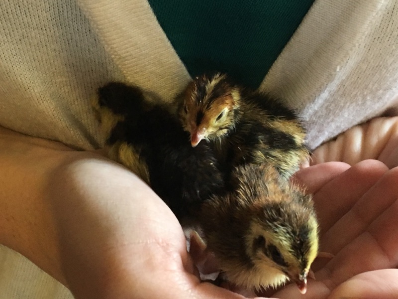 Quail Hatching and Brooding