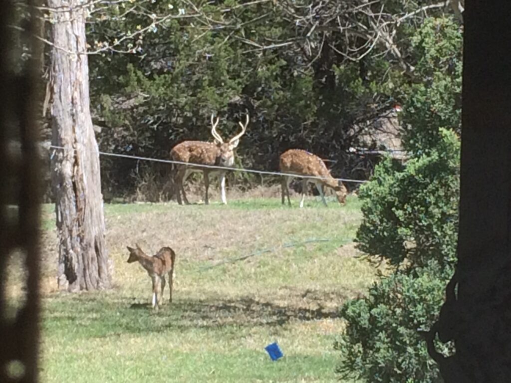 Exotic Deer in Texas Hill Country